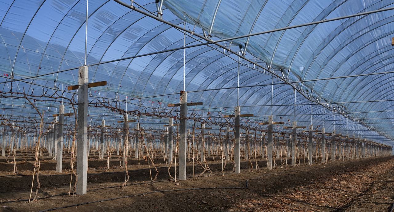 NEO ROOTS smart greenhouse in Sri Lanka